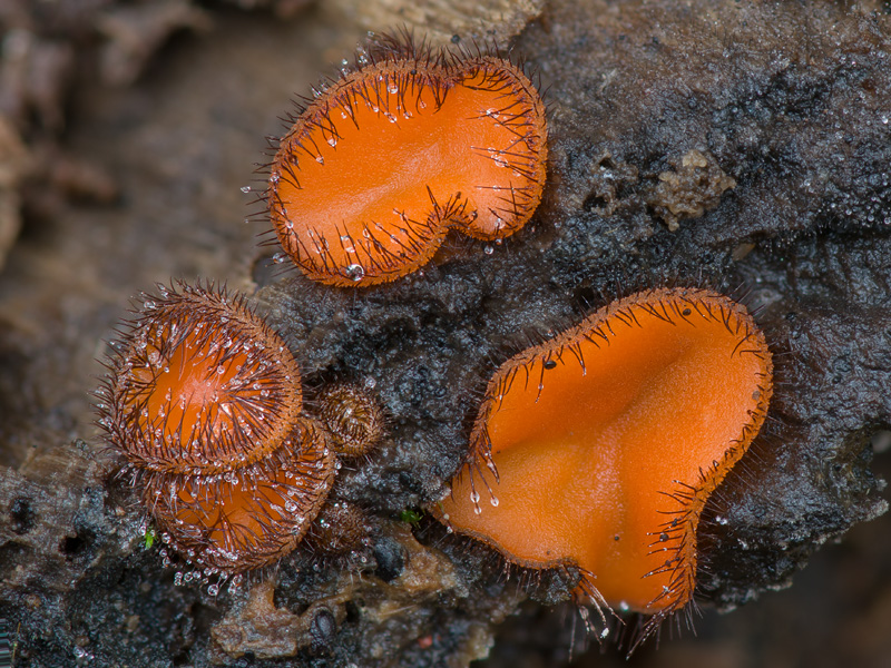 Scutellinia crinita